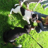 11 weken: puppycursus. Hier ontmoet je vriend Bas voor het eerst.