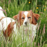 in hoog gras