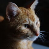 Charlie, onze kleinste, hyperactieve kater