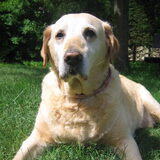 Foto van Gwendoline en Laika ( 1995-2010)