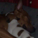 Nou dit vind Jumpey toch echt beter liggen 02-01-2009 / 15 dagen oud