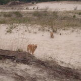 Lekker rennen in de duinen