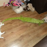 Kaily en Elmo met de krokodil
