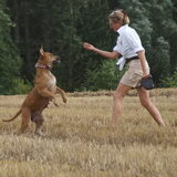 onze Star, het springbeest!