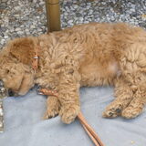 Labradoodle Balou van 9 weken..