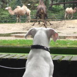 Ohhhh kamelen! @ ouwehands dierenpark