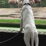 De kamelen waren het allermooiste... @ ouwehands dierenpark