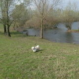 Heerlijk los lopen