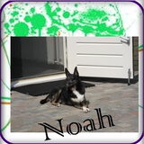 Bewerkte foto van Noah gemaakt door vrouwtje van Kira
