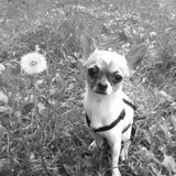 kenji bij de wandeling mooi poseren :)