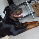 Foto van Hannie met Beer en Chelsea