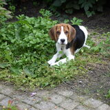 In de tuin