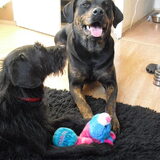 Foto van Rhianne + Falkor & Joy