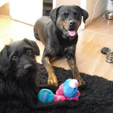 Foto van Rhianne + Falkor & Joy