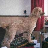Dit is Roy, geboren 7 febr 1993, overleden 10 sept 2007
