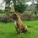 Ty Ambu broer van Lady 8 maanden