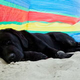 Floris uitgeput op het strand