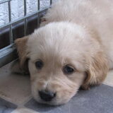 Jazzy ? 5.5 week oud