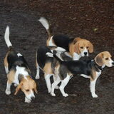 elke zondag morgen 9.30 Beagle wandelingen BERGEN OP ZOOM Vraag gerust…