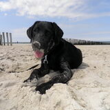 zee-hond, hi hi