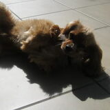 Mmmm, lekker rollen in de zon!