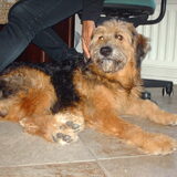 Foto van liesbeth,Turbo,Luna, Levi en Faith