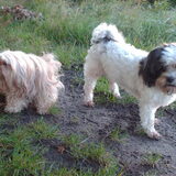 Foto van liesbeth,Turbo,Luna, Levi en Faith