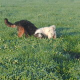 Foto van liesbeth,Turbo,Luna, Levi en Faith