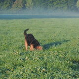 Foto van liesbeth,Turbo,Luna, Levi en Faith