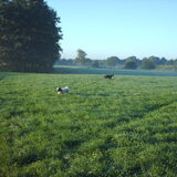 Foto van liesbeth,Turbo,Luna, Levi en Faith