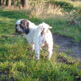 Foto van liesbeth,Turbo,Luna, Levi en Faith