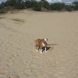 In de Sahara