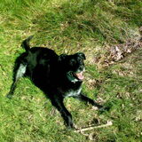 Mijn lieve maatje Laska, die ik helaas op 9 juli 2009 heb moeten laten…