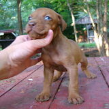 pupje 4 weekjes