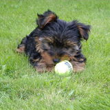 Dit is mijn balletje, speciaal op puppy formaat:P