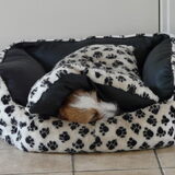 Dit is onze Stitch. Ondanks dat Stitch een hele dikke vacht heeft vind…