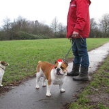 en ook amber mocht weer mee , kort aan de riem ,maar het meiske genoot…