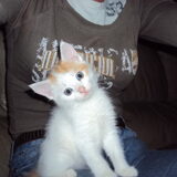 poseren (minny)