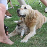 Tobias de hond bij me ouders en Porschke