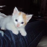 minny 1 week bij ons ong 5 weekjes schat ik nu