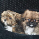 Noa en Sammy