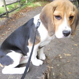 Zazou Puppy