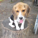 Zazou Puppy