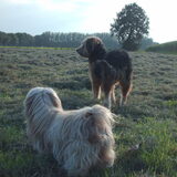 Foto van liesbeth,Turbo,Luna, Levi en Faith