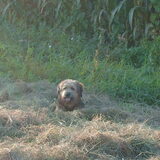 Foto van liesbeth,Turbo,Luna, Levi en Faith