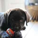 tot nu toe alleen nog wat foto's van Nala als pup..