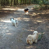 Foto van liesbeth,Turbo,Luna, Levi en Faith