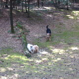Foto van liesbeth,Turbo,Luna, Levi en Faith