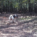 Foto van liesbeth,Turbo,Luna, Levi en Faith
