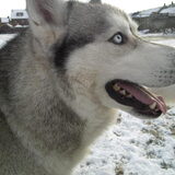 Ty: de husky